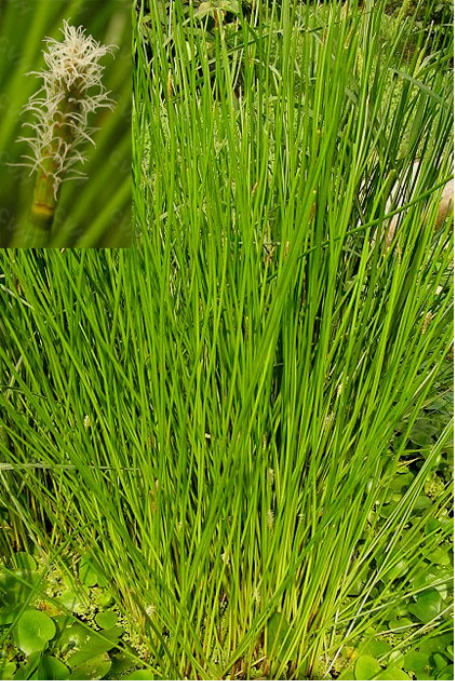 穿肠草别名甜瓜,川肠草,屎瓜秧,白兰瓜,华莱士瓜来源为葫芦科黄瓜属