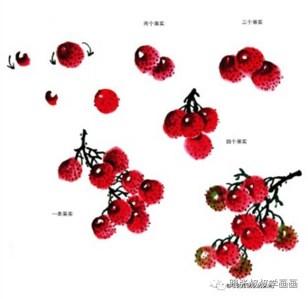 张叔叔国画入门(29)——写意荔枝的画法