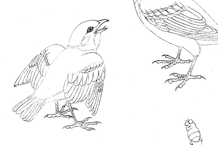 工笔白描鸟
