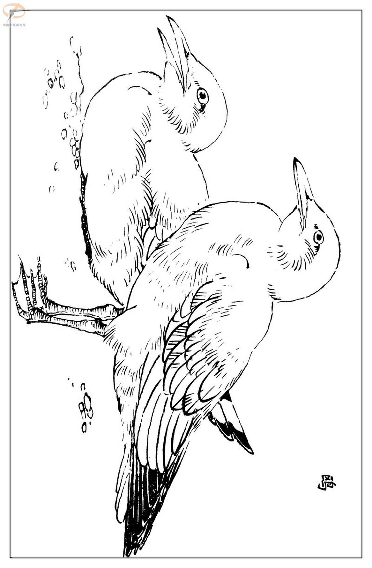 工笔白描——鸟