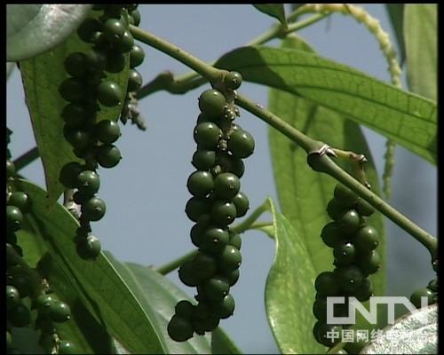 胡椒为胡椒科植物胡椒的果实,原产于印度,是烹调中的主要香辛调料之一