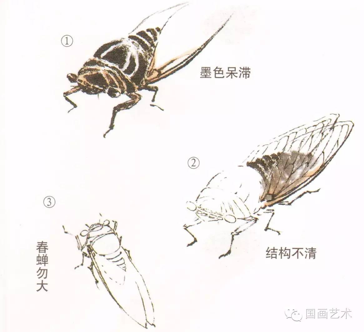 【图文教程】蝉的工笔及写意画法