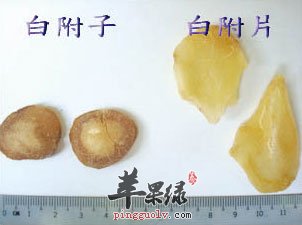 白附片≠ 白附子白附片和白附子一字之差,且同属有毒中药,因而常被误