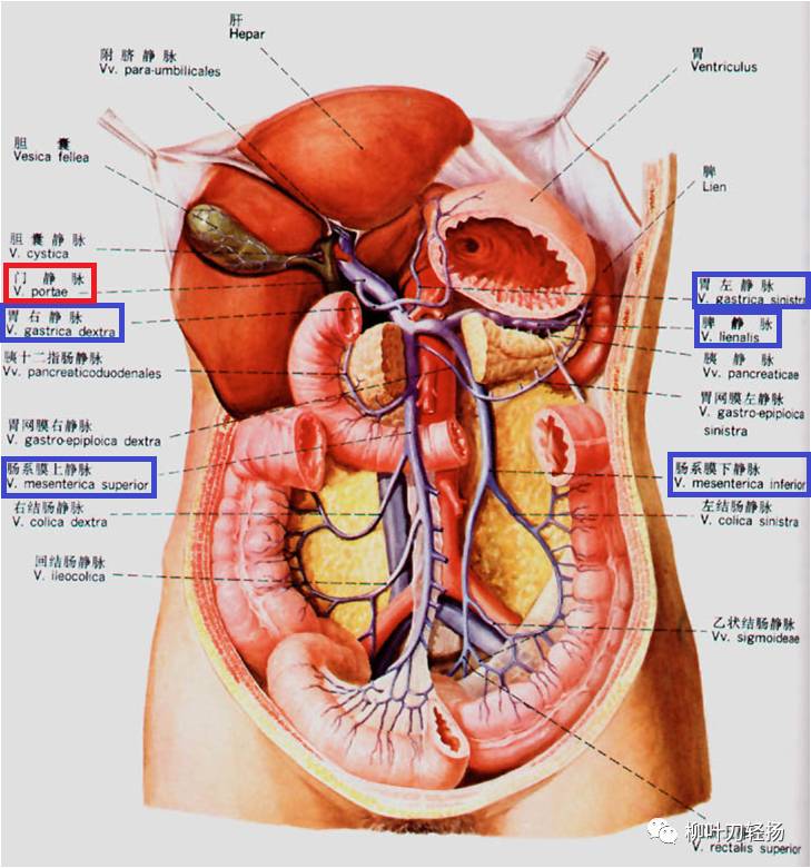 肝硬化门脉高压食管胃静脉曲张内镜治疗(一)血管解剖