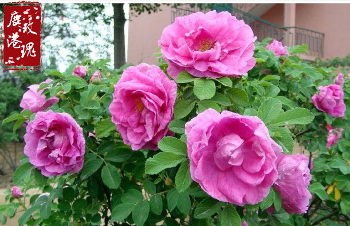 品种繁多,主要指产于平阴的玫瑰,其有代表性的品种有丰花玫瑰,紫枝