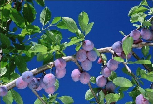 野外可食用植物大全