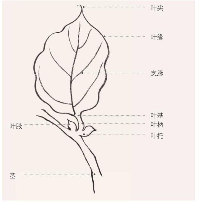 零基础国画教程线描花卉叶子的结构画法步骤图解简单易学