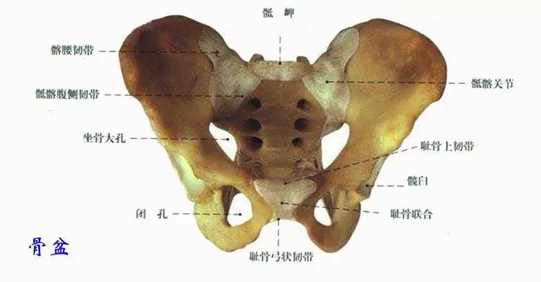 最全骨盆矫正前倾后倾侧倾旋转一篇文章全搞定