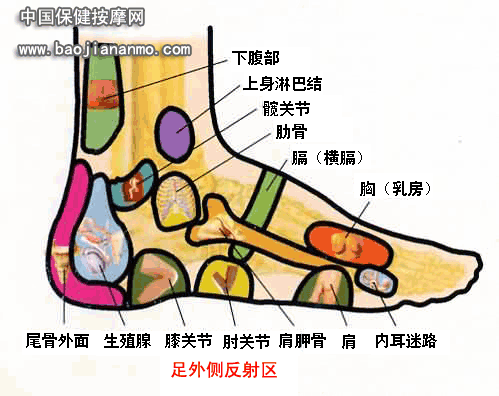 足部反射区图足底单点位置及治病详解