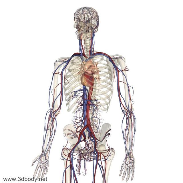图片收藏全身高清血管图权威人体医学图片