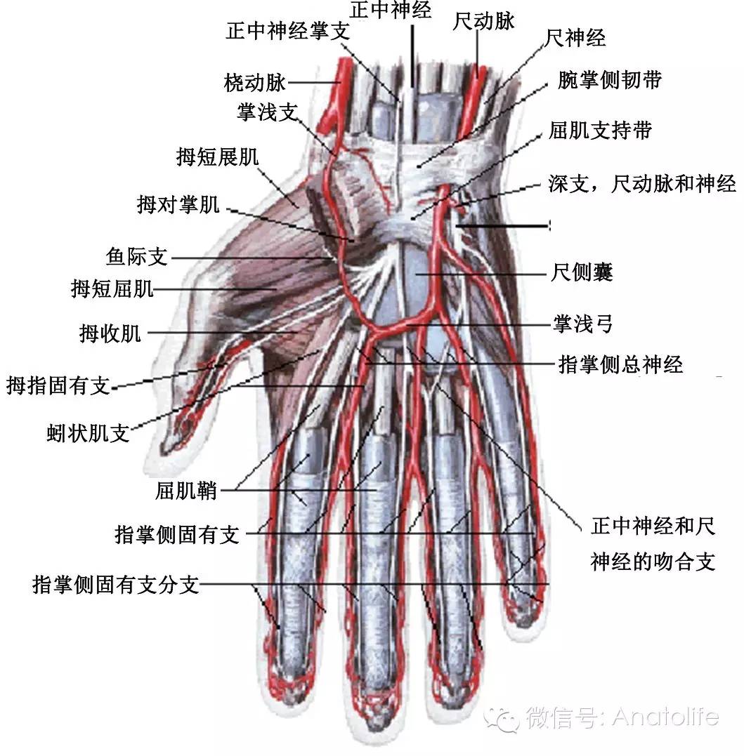 尺神经的手内分布尺神经浅支:支配掌短肌(功能:手尺侧近端的皮肤肌肉)