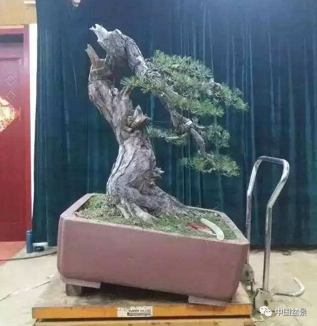 樊顺利大师盆景佳作赏析