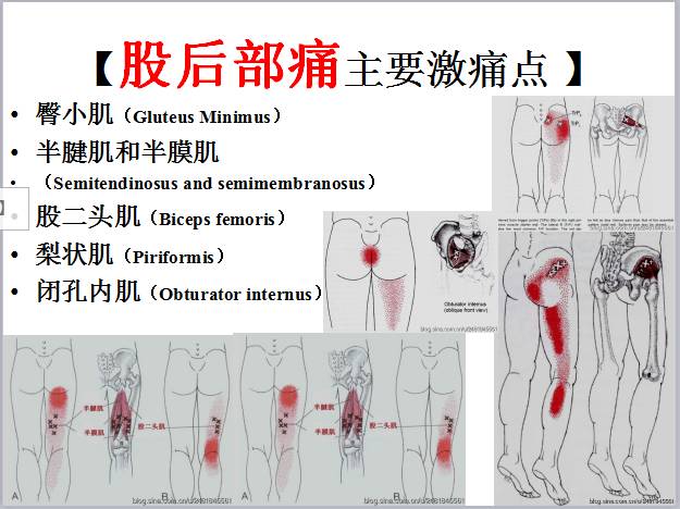 lumborum)   背最长肌(longissimus thoracis)   半膜肌和半腱肌