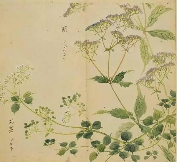 《诗经》里的植物都画出啦!从此最美的诗遇见最美的画