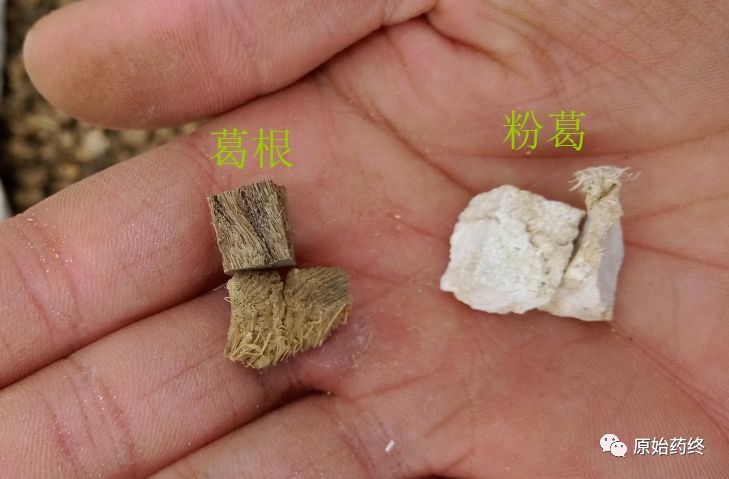 一文了解中药粉葛和葛根(葛根,粉葛区别,葛根产地加工视频等)