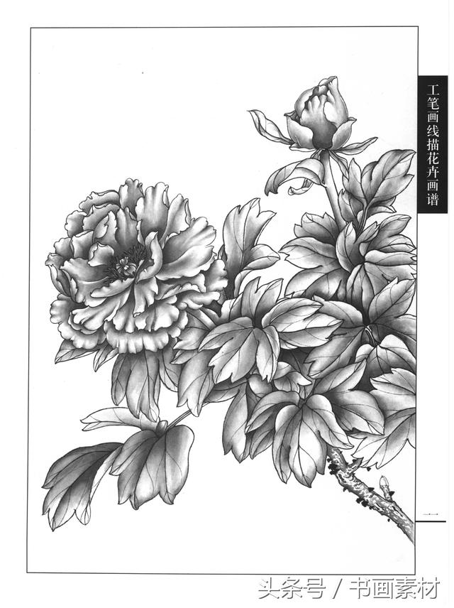 书画素材工笔画线描花卉画谱牡丹篇白描上色步骤讲解非常详细