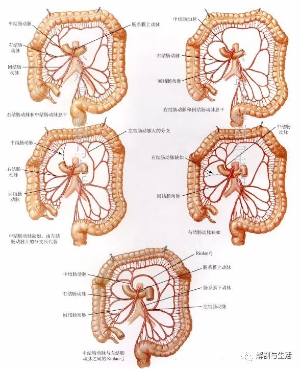 向下向右分成升,降两支,升支与右结肠动脉降支吻合,降支到回盲部分成