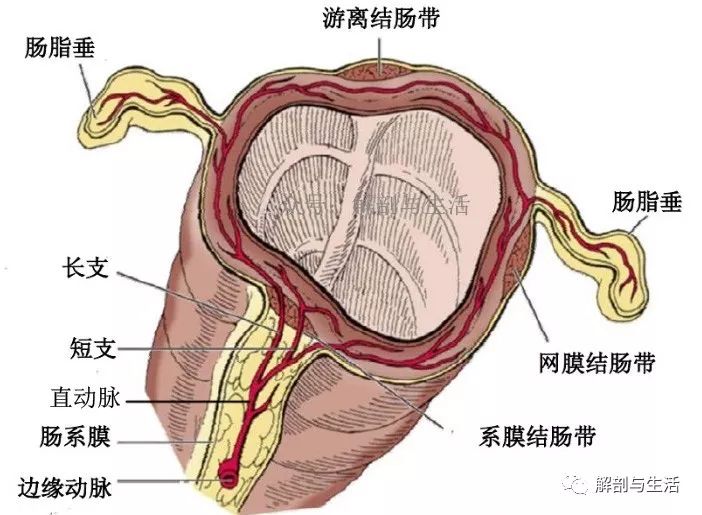 结肠的动脉—边缘动脉 结肠动静脉标本