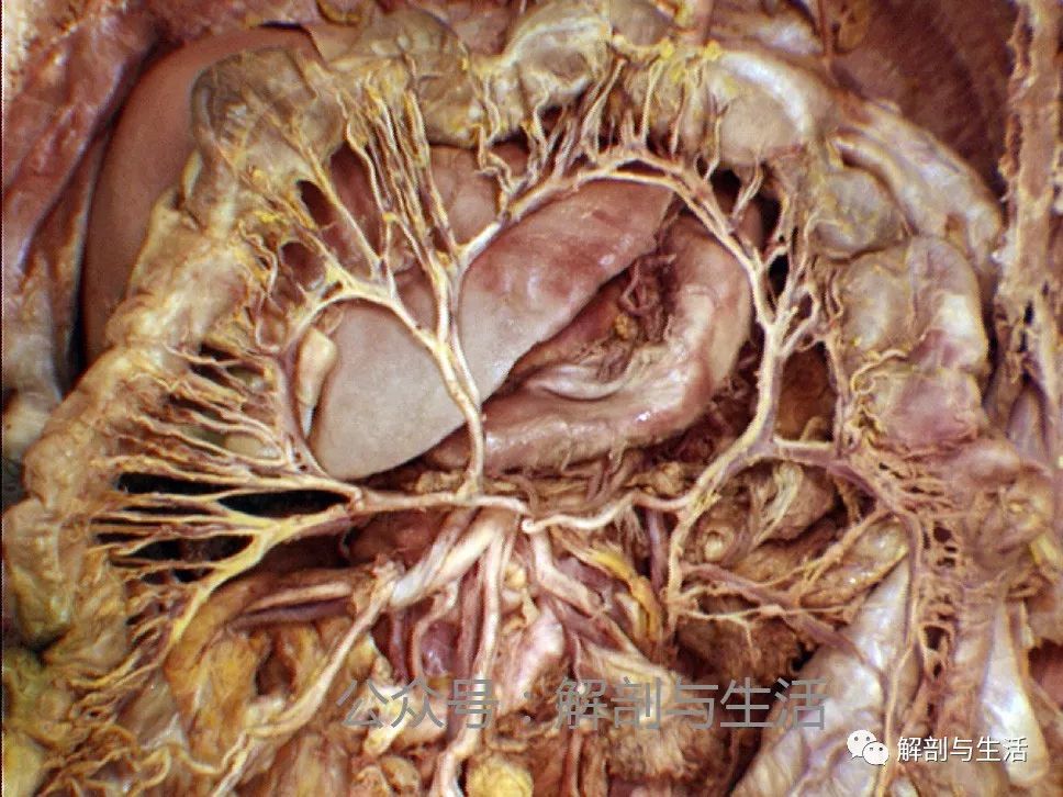 结肠的实用临床外科解剖