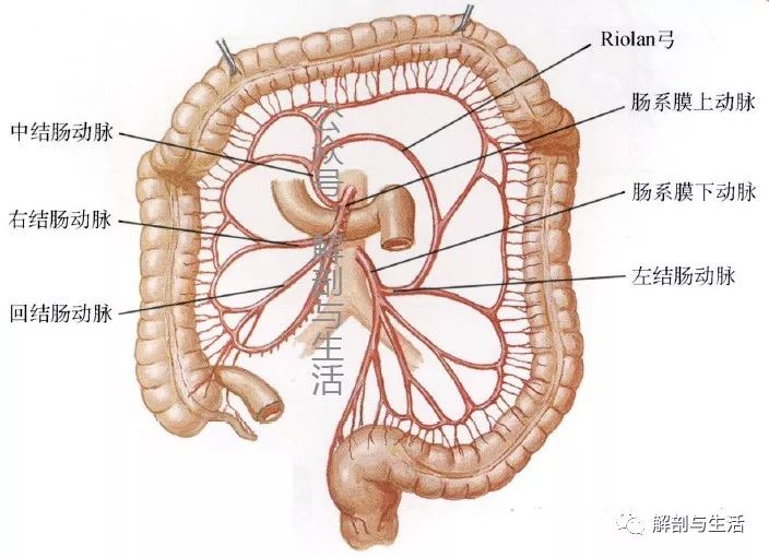结肠的实用临床外科解剖