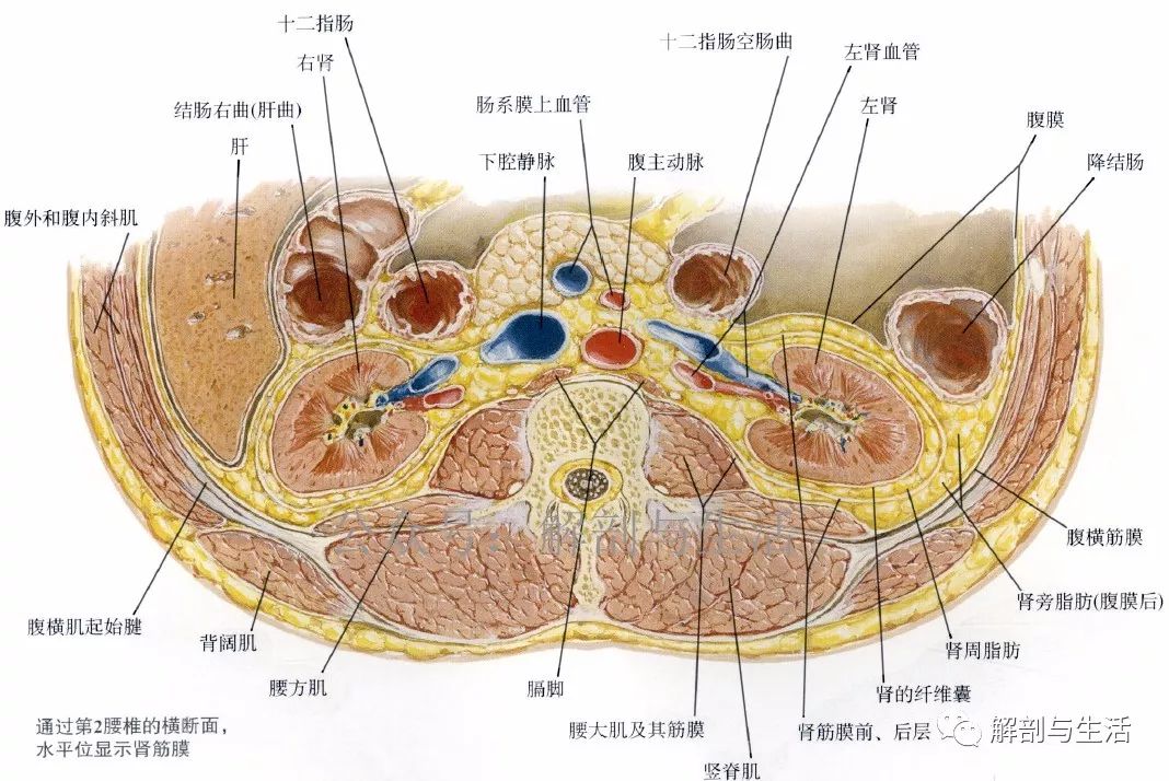 结肠的实用临床外科解剖