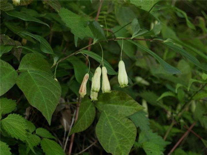 百花园玉竹
