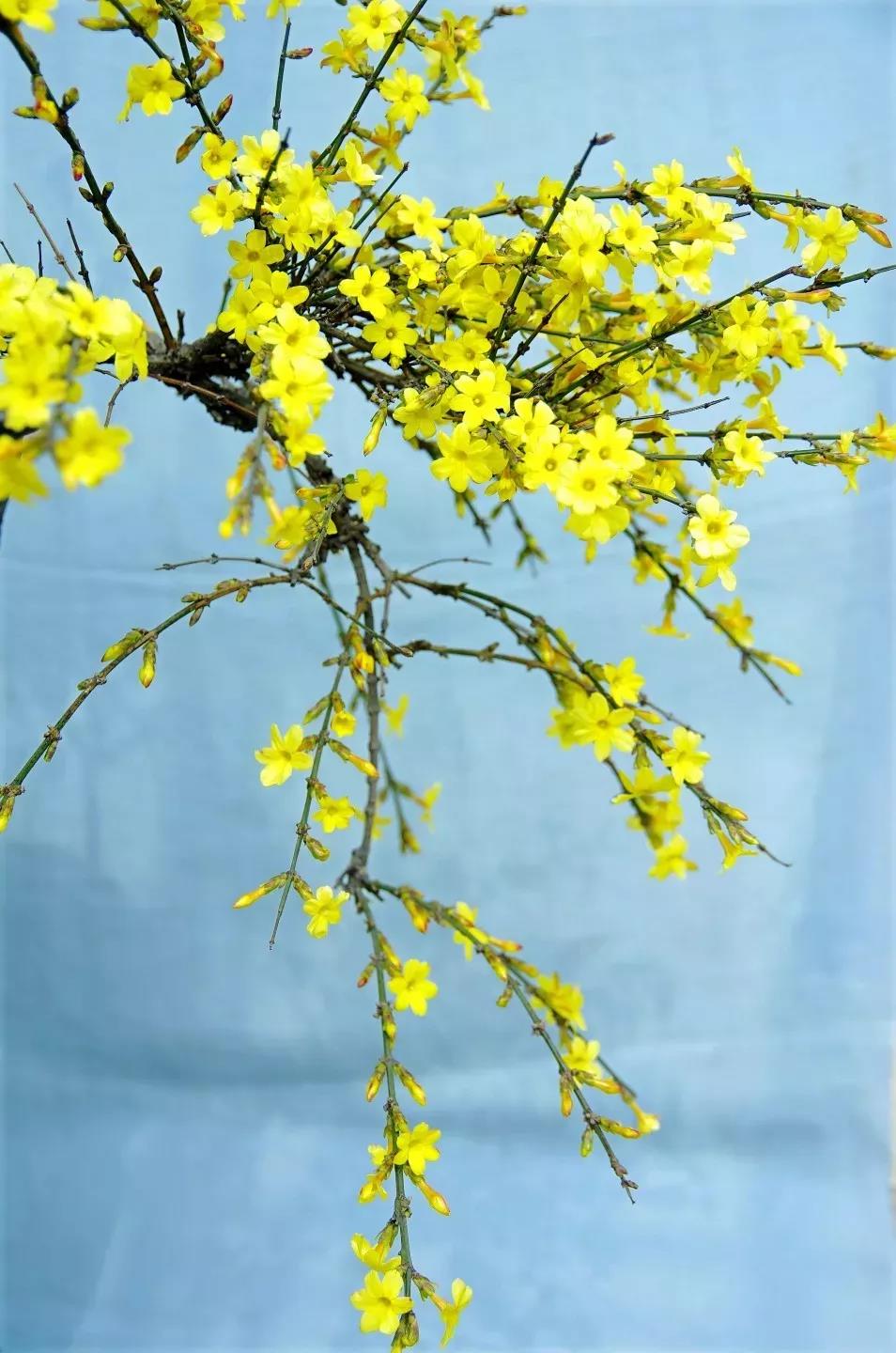 【原】迎春花古诗词撷拾赏析