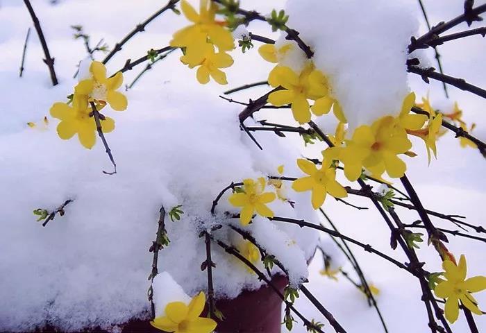 【原】迎春花古诗词撷拾赏析