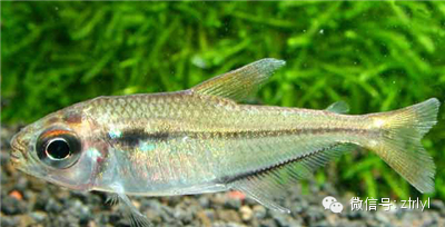 鱼体亚纺锤形,偏长,可达5cm左右,侧扁.背鳍居中,形与扯旗鱼类相似.