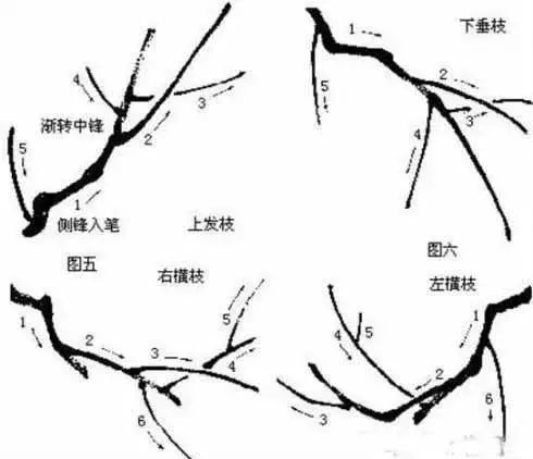 了解生长规律,理解形态结构,掌握基本造型规律,是首要的一环.