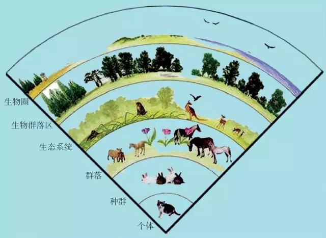 生物圈的生态结构示意图4.