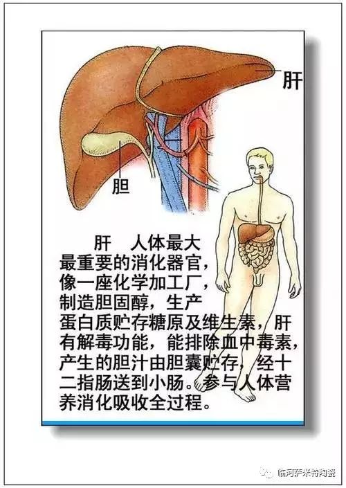 腹后壁(肾与输尿管的位置)4.腹后壁腹膜的分布3.腹网膜2.