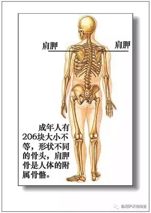 人体内脏分布概观简图