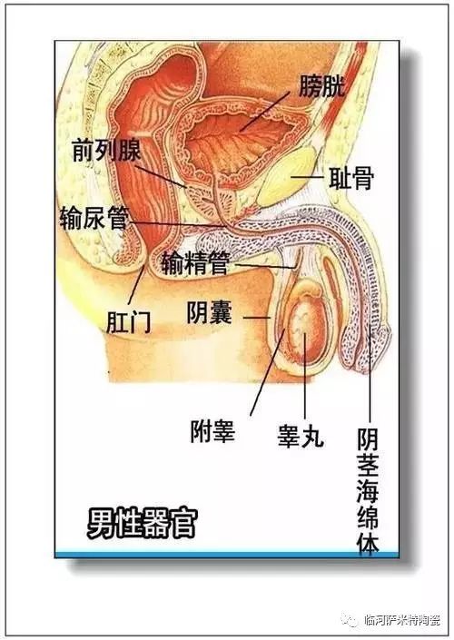 人体内脏器官结构分布图收藏