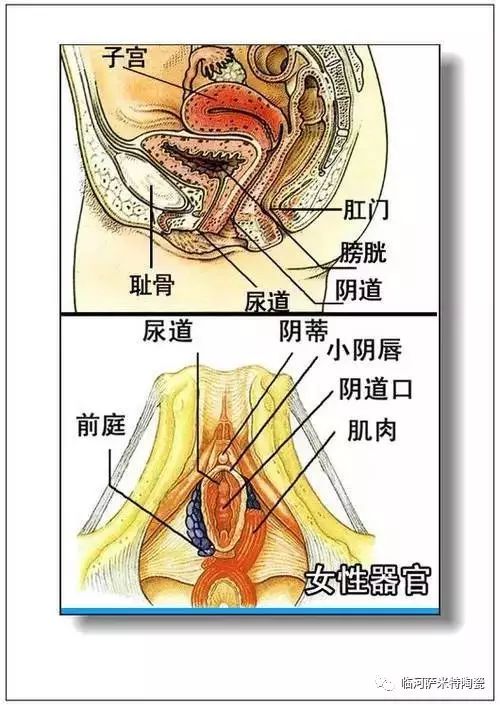 人体内脏分布概观简图