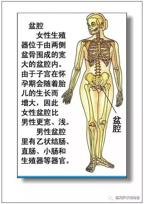 人体内脏器官结构分布图收藏