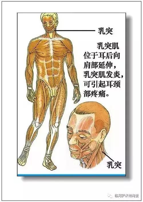 人体内脏器官结构分布图收藏