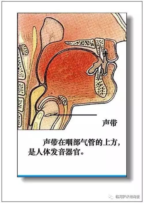 人体内脏器官结构分布图(收藏)