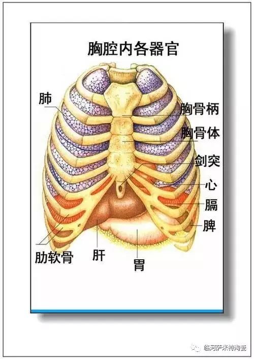 人体内脏器官结构分布图(收藏)