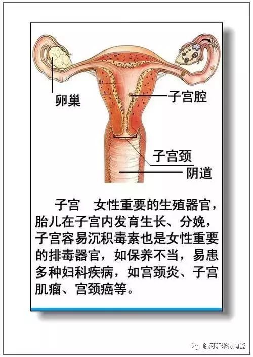 人体内脏分布概观简图 6.