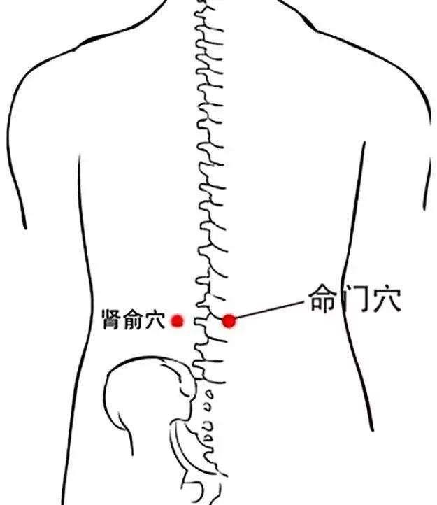 八髎穴位于人体腰部的膀胱经上,这个部位恰好是人体骨盆的位置,人体