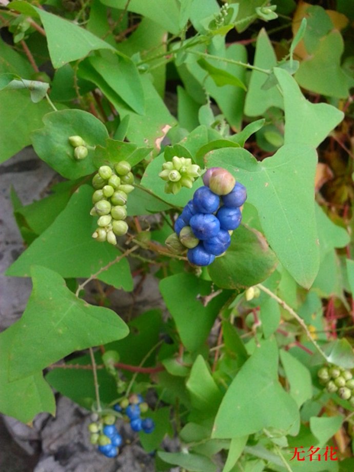 中草药杠板归治疗带状疱疹即"蛇缠腰"特效