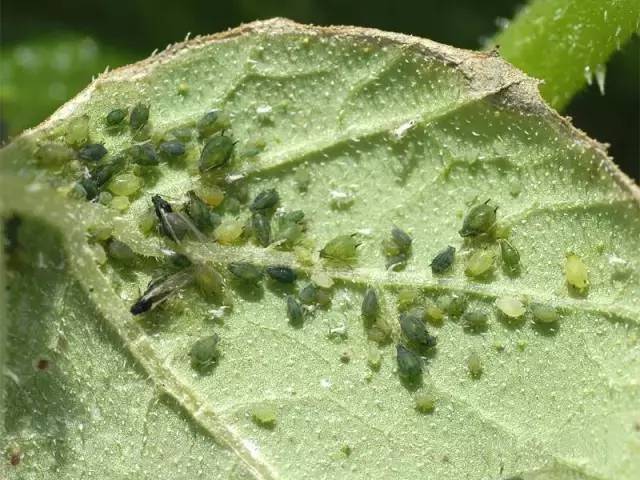 10花椒红蜘蛛每年3到5月和9到10月是其高发期,在发生初期用"24%螨危"4