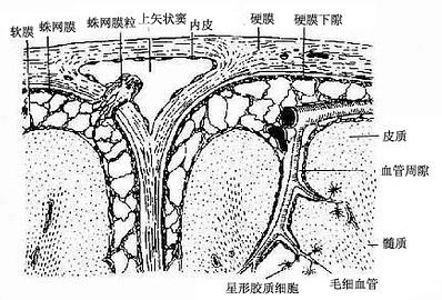 第七章神经组织