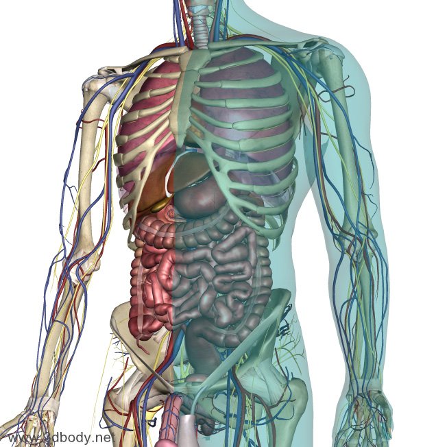 【人体结构】三维人体解剖图