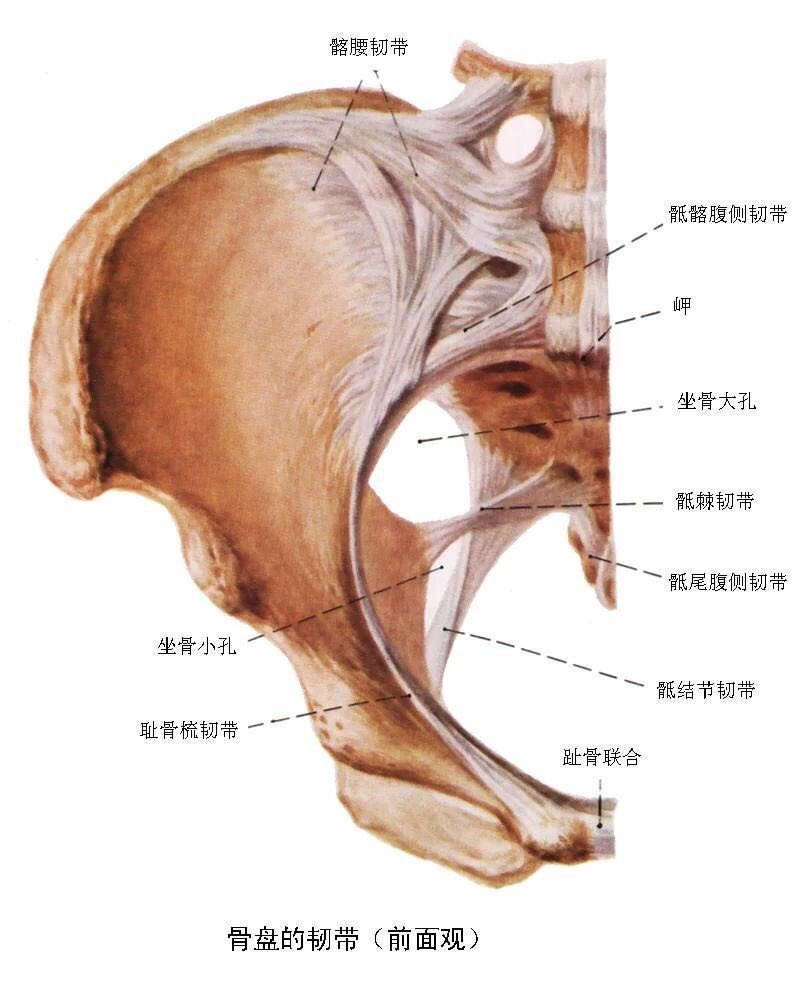 病因骶髂关节是骨盆环三关节中的主要部分,是脊柱与下肢间联系的枢纽