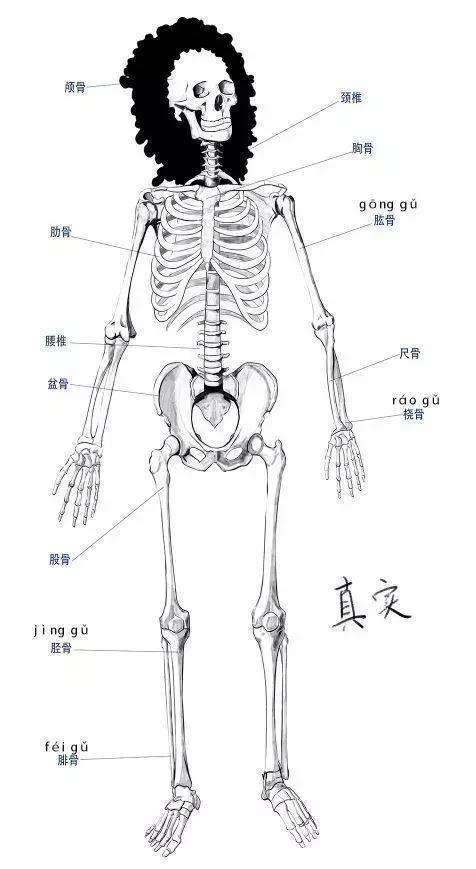 推荐如何掌握人体结构不妨先从人体的骨骼结构开始叭