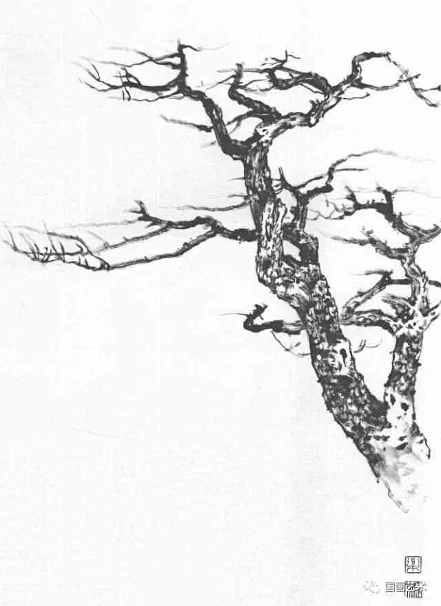 美术素材:松树写生图例