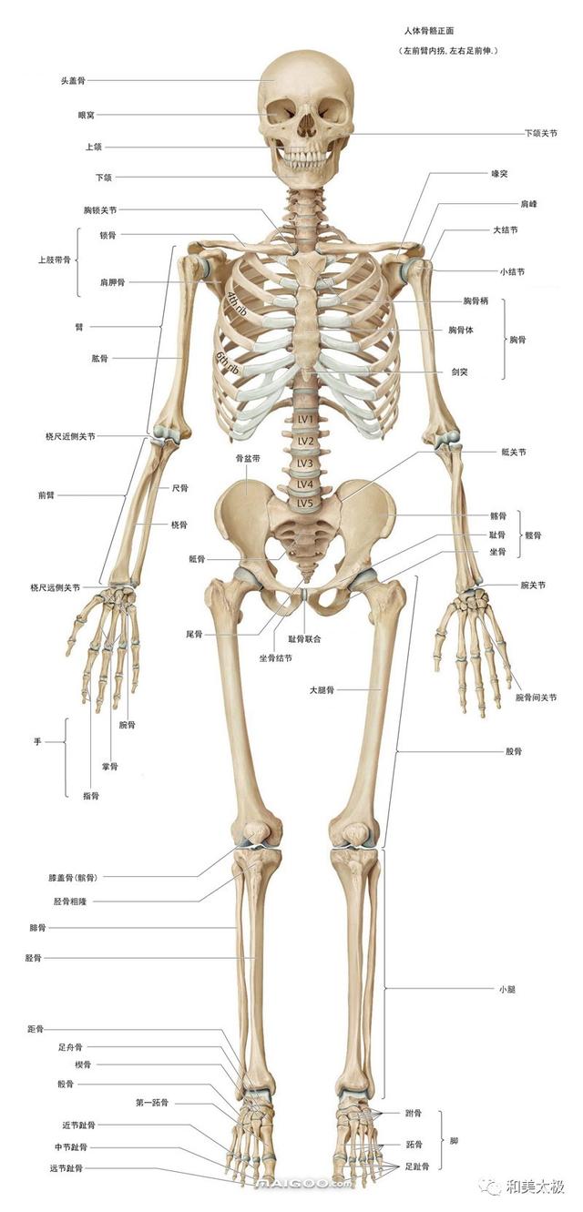 背面观人体骨骼系统图(全套)本文摘自:医学交流平台(搜狐)和美太极