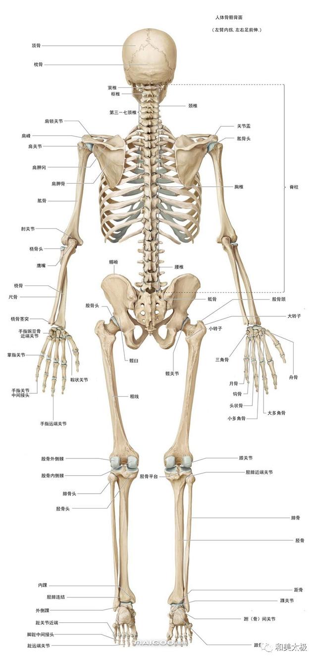 了解自己人体的全部骨骼全套系统图